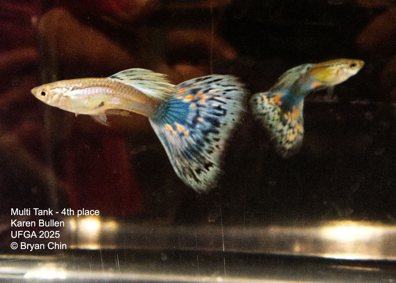 Guppy Muliti color